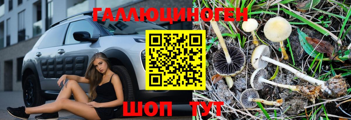 Псилоцибиновые грибы Cubensis Славгород